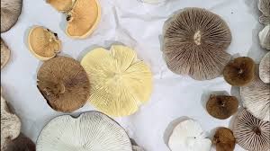 brown, yellow and white mushrooms tops randomly arranged